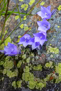 Lawn Bellflower Campanula cespitosa Summer meadow in Hemsedal, Norway. photo