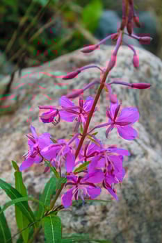 Rosebay willowherb beautiful pink flowers on summer meadow, Hemsedal, Norway. photo