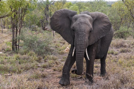 Big FIVE African elephant Kruger National Park South Africa. photo