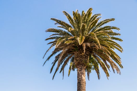 Palm trees Cape Town, South Africa. Crown of a palm. photo