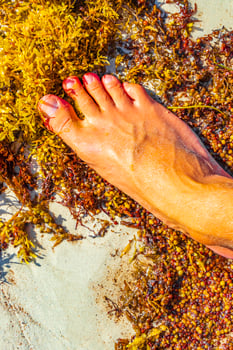 Very disgusting red seaweed sargazo beach Playa del Carmen Mexico. photo