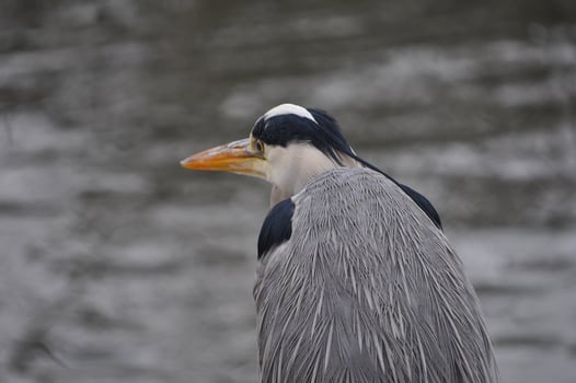 Penguin bird animal photo