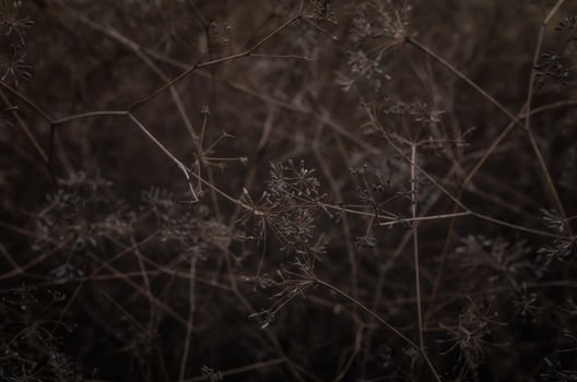 dry bush branches close up photo