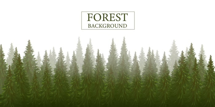 Forest silhouette background, nature, landscape. Evergreen coniferous trees. Pine, spruce, christmas tree. vector