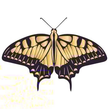 Golden symmetrical beautiful butterfly isolated vector illustration