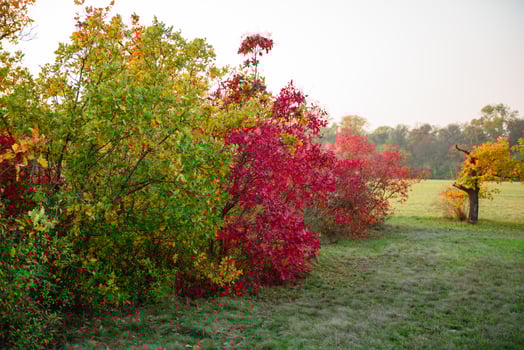 Beautiful autumn landscape with yellow trees and sun photo
