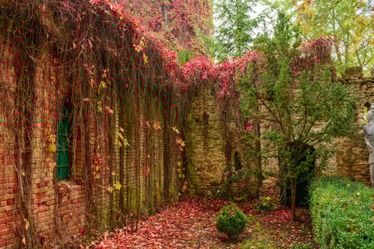 The wall of the old house grown with a beautiful red plant. photo