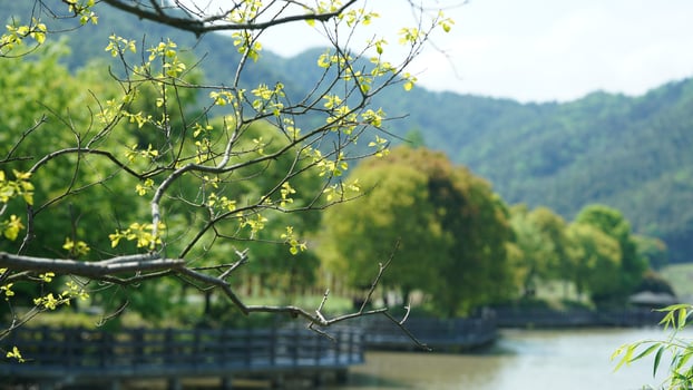 The beautiful spring landscape in the forest with the fresh green trees and the warm sunlight photo