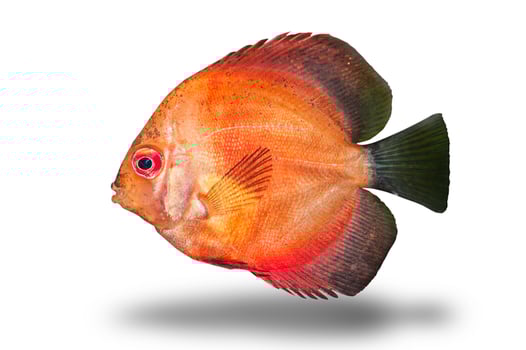 Fresh raw fish isolated on white background with clipping path photo