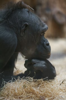 Western gorilla in zoo photo