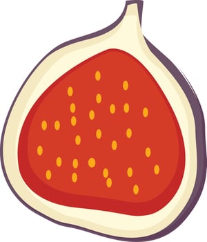 Fig fruit vector