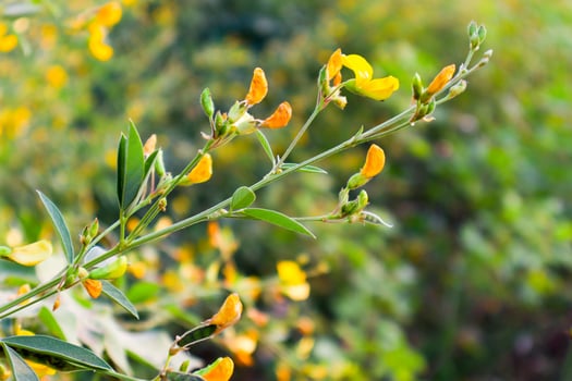 Pigeon pea crop field. photo