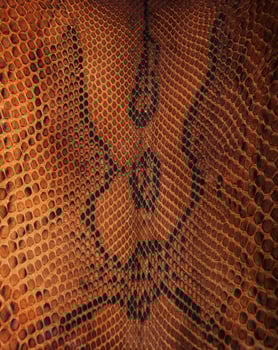 snake skin pattern photo