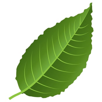 Green leaf element. vector