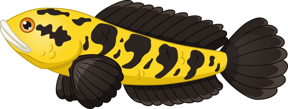 Cartoon yellow and black fish channa vector