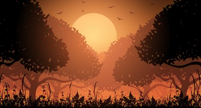 Sunset in the forest, beautiful landscape, big sun, forest silhouette vector