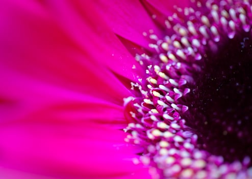 Pink Flower Iris photo