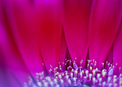 Pink Flower Iris photo
