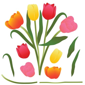 Colorful Bouquet Tulip. Vector Illustration. Isolated on White Background