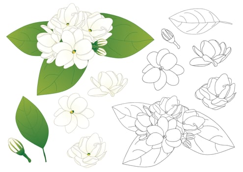 Arabian Jasmine Outline vector