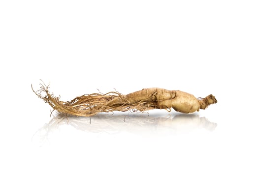 premium korean ginseng photo