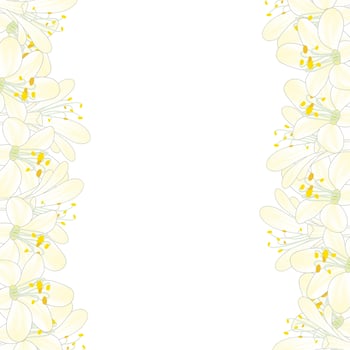 Snow White Agapanthus Border. vector