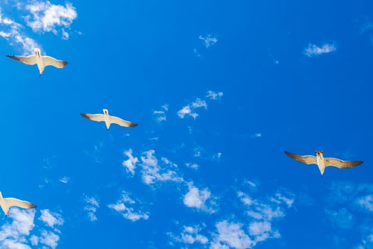 Flying seagulls birds with blue sky background Holbox island Mexico. photo