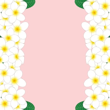 White Plumeria Border vector