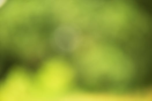 Defocus greenery forest. Blurred natural green background. photo