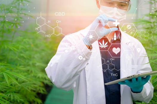 Concept of cannabis plantation for medical, a scientist using tablet to collect data on cannabis sativa indoor farm photo