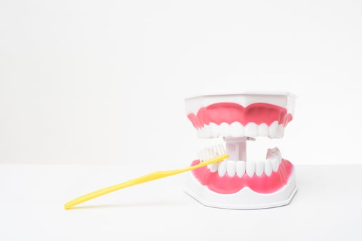 Artificial Model Teeth on white background of dental care demonstration photo
