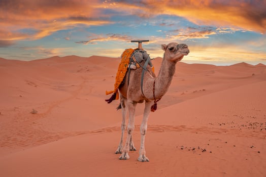 Dromedary camel standing on dunes in desert against cloudy sky during dusk photo