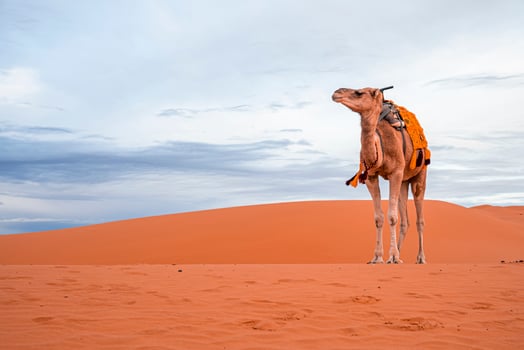 Dromedary camel standing on dunes in desert against cloudy sky during dusk photo