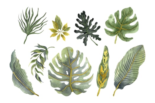Tropical watercolor leaves collection alocasia monstera and banana leaves vector