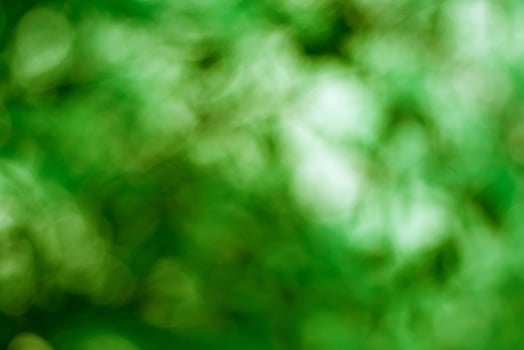 Abstract blur with bokhe of light through the green trees photo