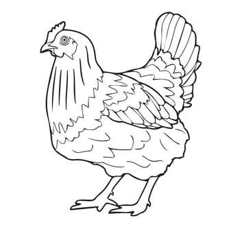 Chicken line art vector
