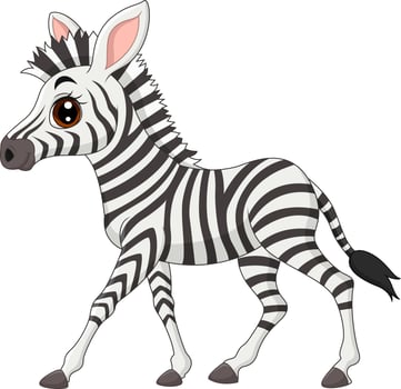 Cute baby zebra isolated on white background vector