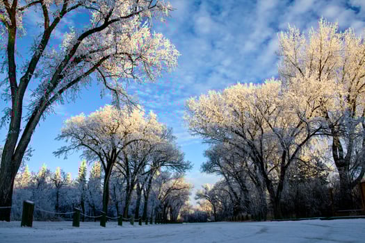 Winter Frost Saskatchewan photo