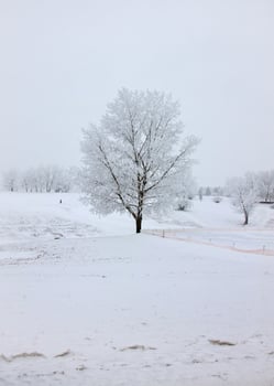 Winter Frost Saskatchewan photo