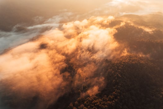 golden morning fog in the forest photo