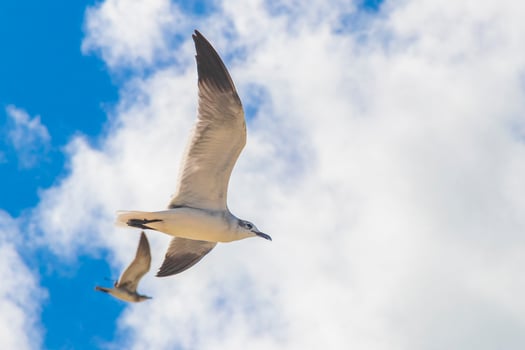 Flying seagulls birds with blue sky background Holbox island Mexico. photo