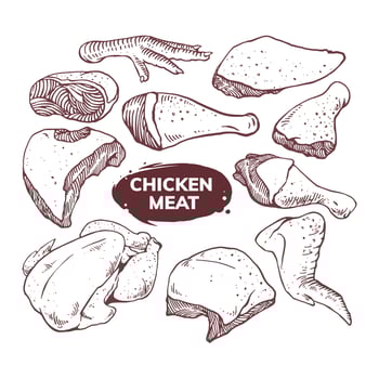 chicken meat set illustration vector