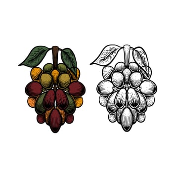 illustration of coffee bean engraving style Free Vector