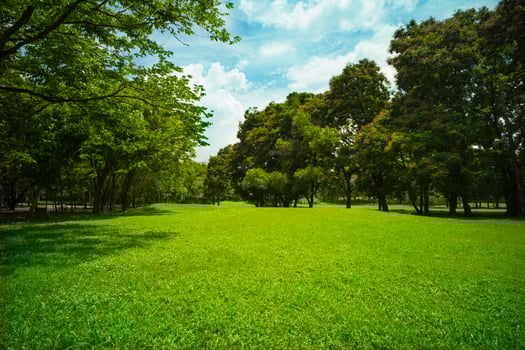 beautiful green grass at park photo