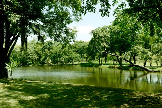 beautiful green grass at park photo