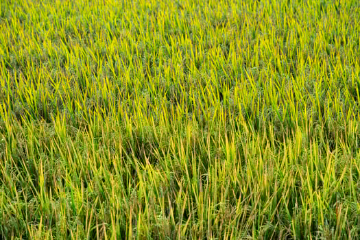 jasmine rice field photo
