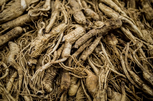 korean wild ginseng photo