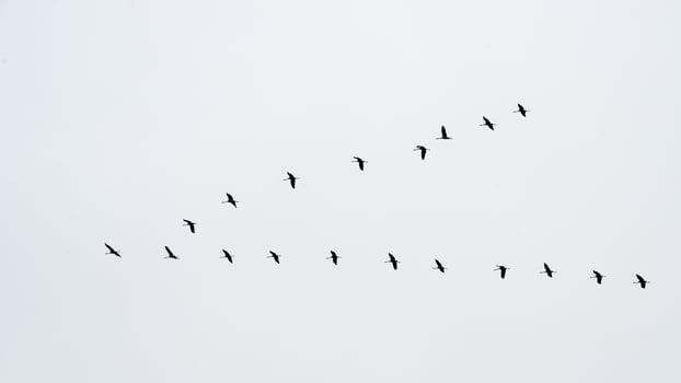Migration of a group of gooses. Flying together photo