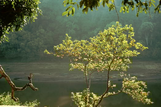Play of back light on tender foliage of a tree photo