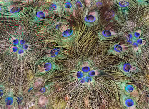 Beautiful feather of peacock. photo
